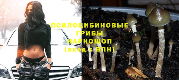 PSILOCYBIN Армянск